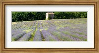 Barn in the lavender field, Luberon, Provence, France Fine Art Print