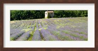 Barn in the lavender field, Luberon, Provence, France Fine Art Print