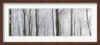 Snow covered trees in a forest, Wotton, Gloucester, Gloucestershire, England Fine Art Print