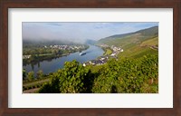 Vineyards with village at riverfront, Mosel River, Kaimt Mosel Village, Mosel Valley, Rhineland-Palatinate, Germany Fine Art Print