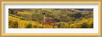 High angle view of vineyards, Alba, Langhe, Cuneo Province, Piedmont, Italy Fine Art Print
