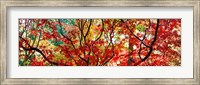 Sunlight Through Autumn leaves, Gloucestershire, England Fine Art Print