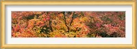 Multi-Colored Autumn Leaves, Gloucestershire, England Fine Art Print