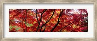 Autumn Leaves, Gloucestershire, England Fine Art Print