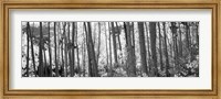 Aspen tree trunks in black and white, Colorado, USA Fine Art Print