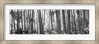 Aspen tree trunks in black and white, Colorado, USA Fine Art Print