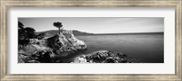 Cypress tree at the coast, The Lone Cypress, 17 mile Drive, Carmel, California (black and white) Fine Art Print