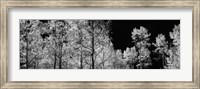Aspen trees with foliage in black and white, Colorado, USA Fine Art Print