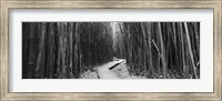 Bamboo forest in black and white, Oheo Gulch, Seven Sacred Pools, Hana, Maui, Hawaii, USA Fine Art Print