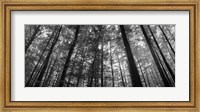 Low angle view of beech trees in Black and White, Germany Fine Art Print