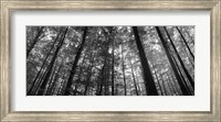 Low angle view of beech trees in Black and White, Germany Fine Art Print