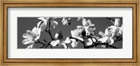Asian Magnolia Blossoms CA Fine Art Print