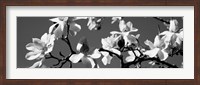 Asian Magnolia Blossoms CA Fine Art Print