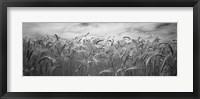 Wheat crop growing in a field, Palouse Country, Washington State (black and white) Fine Art Print