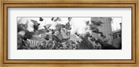 Low angle view of a flock of pigeons, St. Mark's Square, Venice, Italy Fine Art Print
