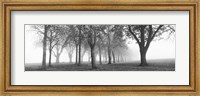 Trees in a park during fog, Wandsworth Park, Putney, London, England (black and white) Fine Art Print