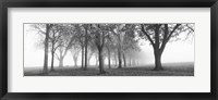 Trees in a park during fog, Wandsworth Park, Putney, London, England (black and white) Fine Art Print