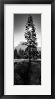 Sun Behind Pine Tree, Half Dome, Yosemite Valley, California, USA Fine Art Print