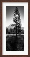 Sun Behind Pine Tree, Half Dome, Yosemite Valley, California, USA Fine Art Print