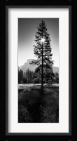 Sun Behind Pine Tree, Half Dome, Yosemite Valley, California, USA Fine Art Print
