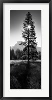 Sun Behind Pine Tree, Half Dome, Yosemite Valley, California, USA Fine Art Print