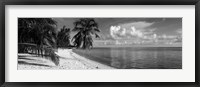 Palm trees on the beach, Matira Beach, Bora Bora, French Polynesia Framed Print