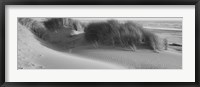 Grass on the beach, Pacific Ocean, Bandon State Natural Area, Bandon, Oregon, USA Fine Art Print