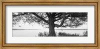Tree on a Lake, Wisconsin (black & white) Fine Art Print