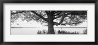 Tree on a Lake, Wisconsin (black & white) Fine Art Print