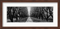 Trees along a walkway in black and white, Niagara Falls, Ontario, Canada Fine Art Print