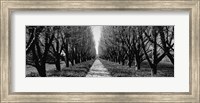 Trees along a walkway in black and white, Niagara Falls, Ontario, Canada Fine Art Print