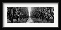 Trees along a walkway in black and white, Niagara Falls, Ontario, Canada Fine Art Print