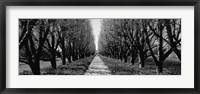 Trees along a walkway in black and white, Niagara Falls, Ontario, Canada Fine Art Print