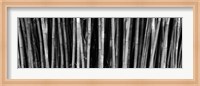 Bamboo trees in a botanical garden, Kanapaha Botanical Gardens, Gainesville, Alachua County, Florida (black and white) Fine Art Print
