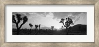Sunset, Joshua Tree Park, California (black and white) Fine Art Print