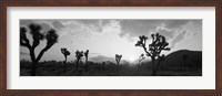 Sunset, Joshua Tree Park, California (black and white) Fine Art Print