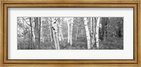 Birch trees in a forest, Acadia National Park, Hancock County, Maine (black and white) Fine Art Print