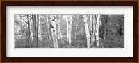 Birch trees in a forest, Acadia National Park, Hancock County, Maine (black and white) Fine Art Print