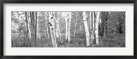 Birch trees in a forest, Acadia National Park, Hancock County, Maine (black and white) Fine Art Print