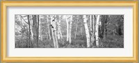 Birch trees in a forest, Acadia National Park, Hancock County, Maine (black and white) Fine Art Print