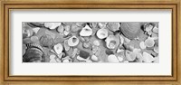 High angle view of seashells Fine Art Print