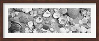 High angle view of seashells Fine Art Print