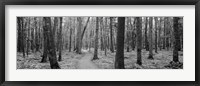USA, Michigan, Black River National Forest, Walkway running through a forest Fine Art Print
