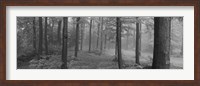 Chestnut Ridge Park, Orchard Park, New York State (black and white) Fine Art Print
