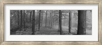 Chestnut Ridge Park, Orchard Park, New York State (black and white) Fine Art Print