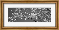 Cherry Blossoms Washington DC (black and white) Fine Art Print