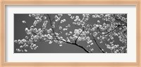 Cherry Blossoms Washington DC (black and white) Fine Art Print