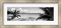 Palm trees on the beach, US Virgin Islands, USA Fine Art Print