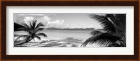 Palm trees on the beach, US Virgin Islands, USA Fine Art Print