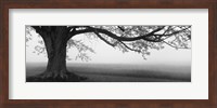 Tree in a farm, Knox Farm State Park, East Aurora, New York State, USA Fine Art Print